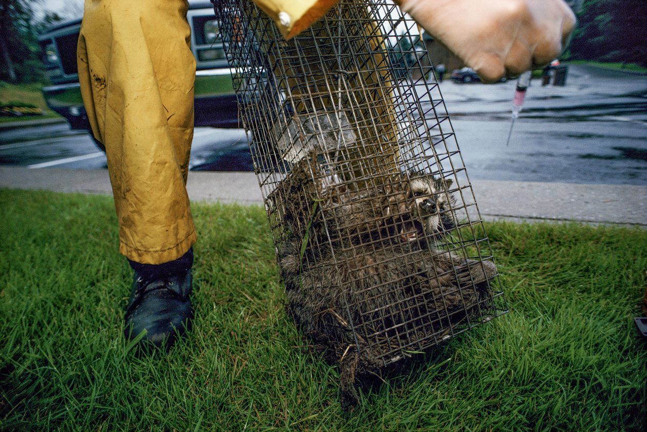 Kuduz Aşısı, 2005 (fotoğraf) by Karen Kasmauski