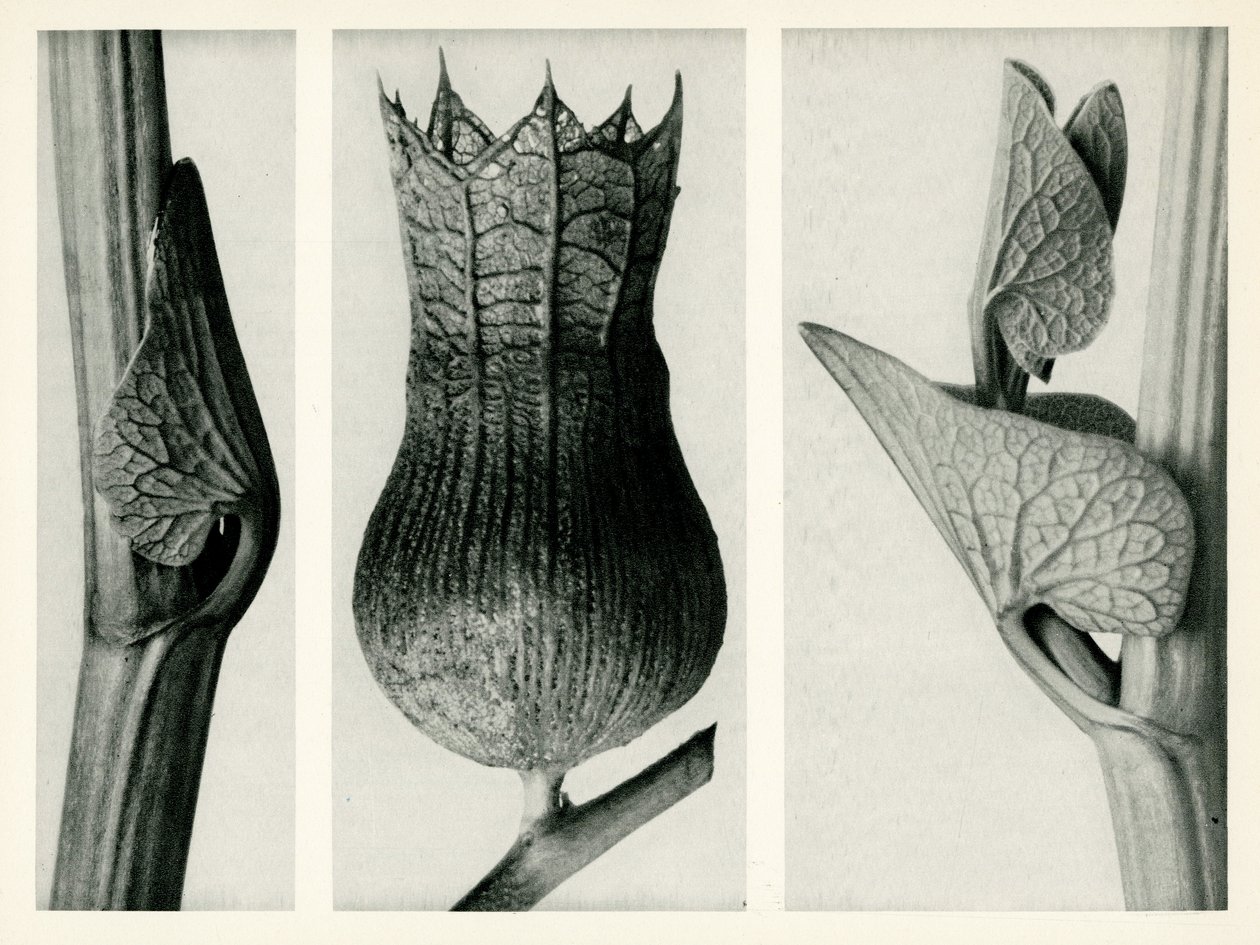  by Karl Blossfeldt