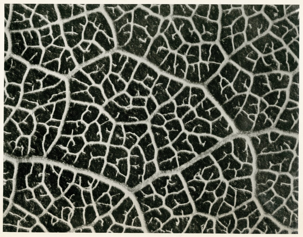 Columbia Blatt. 1929 (fotogravür) by Karl Blossfeldt
