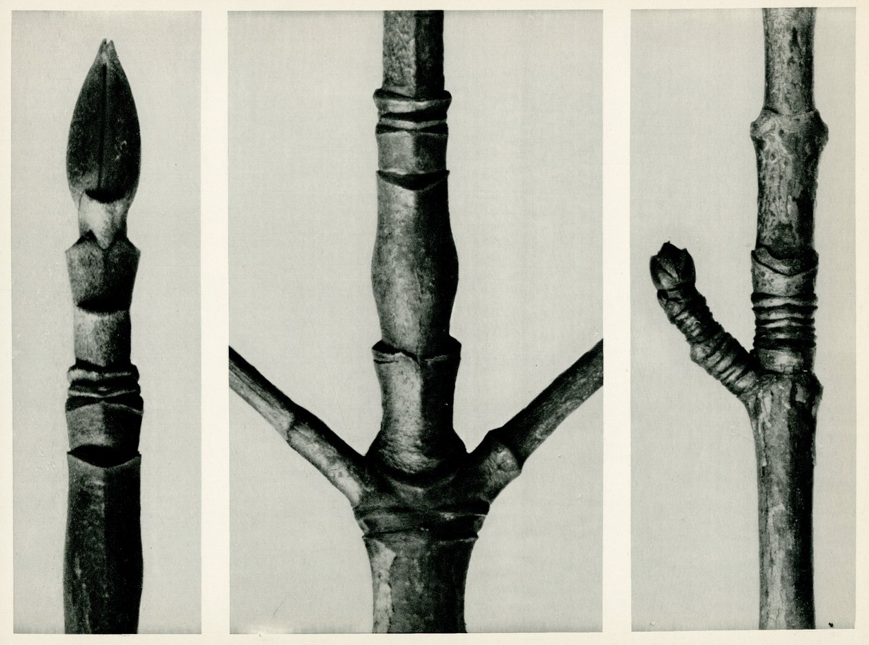 Cornus Nuttalli hava durumu. 1929 (fotogravür) by Karl Blossfeldt