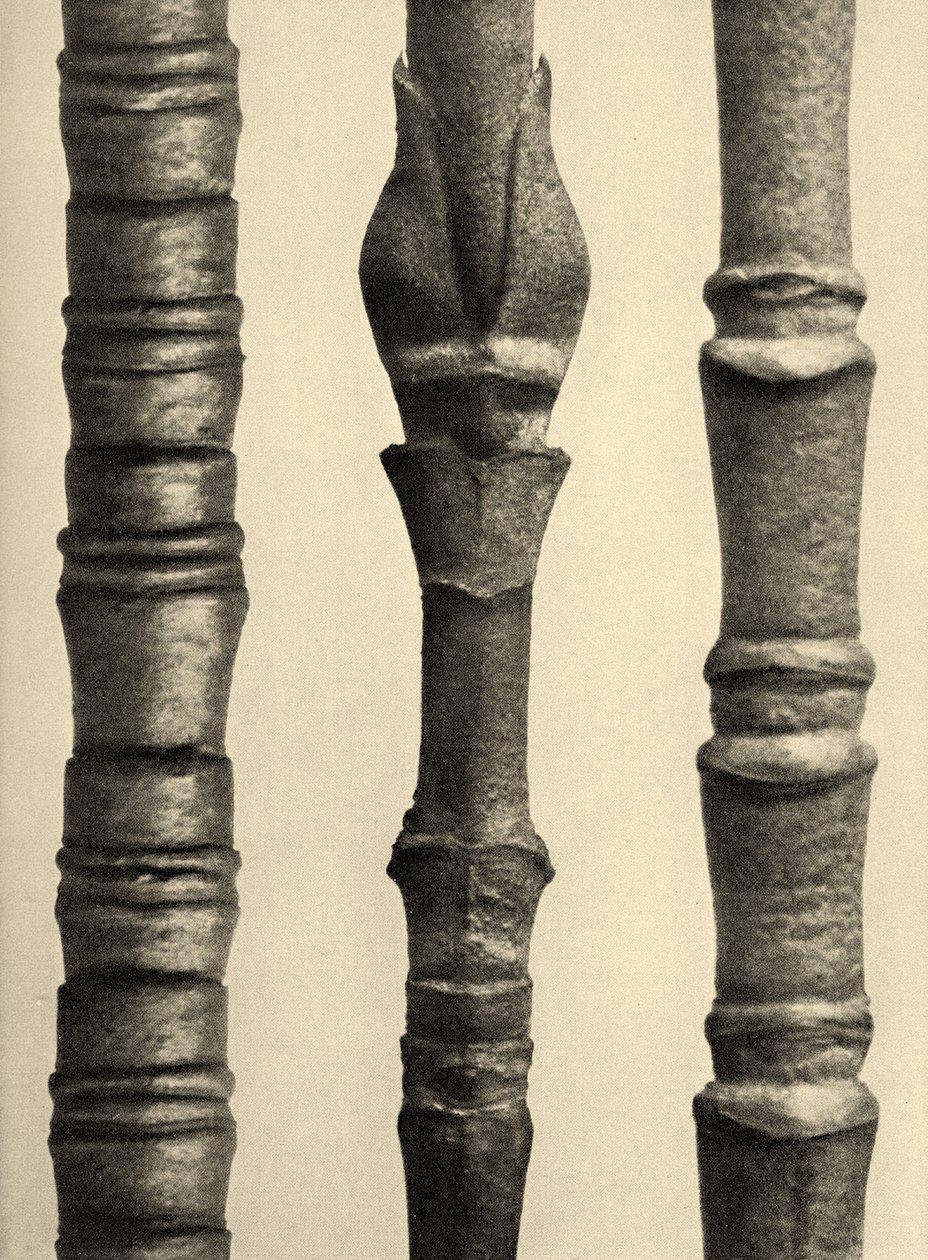 Cornus Nuttallii 1929 (fotogravür) by Karl Blossfeldt