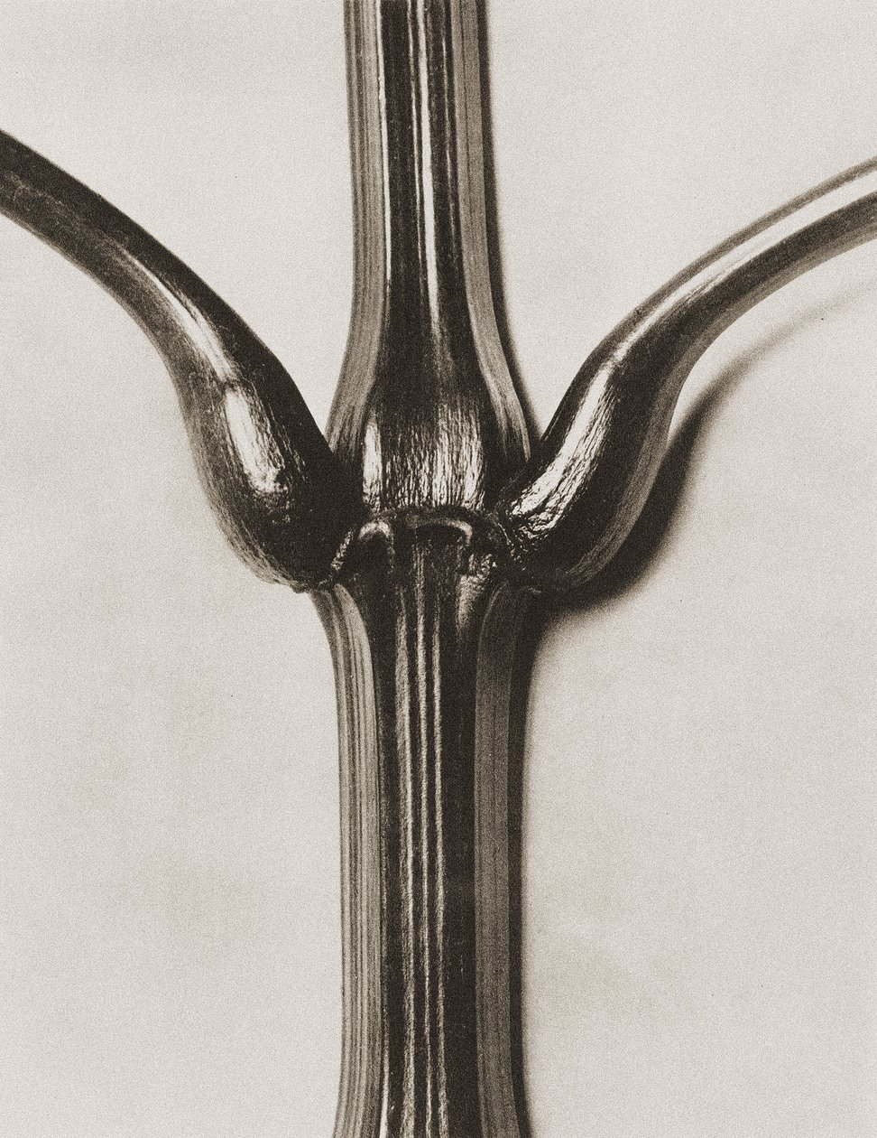 Impatiens glandulifera, 1929 (fotogravür) by Karl Blossfeldt