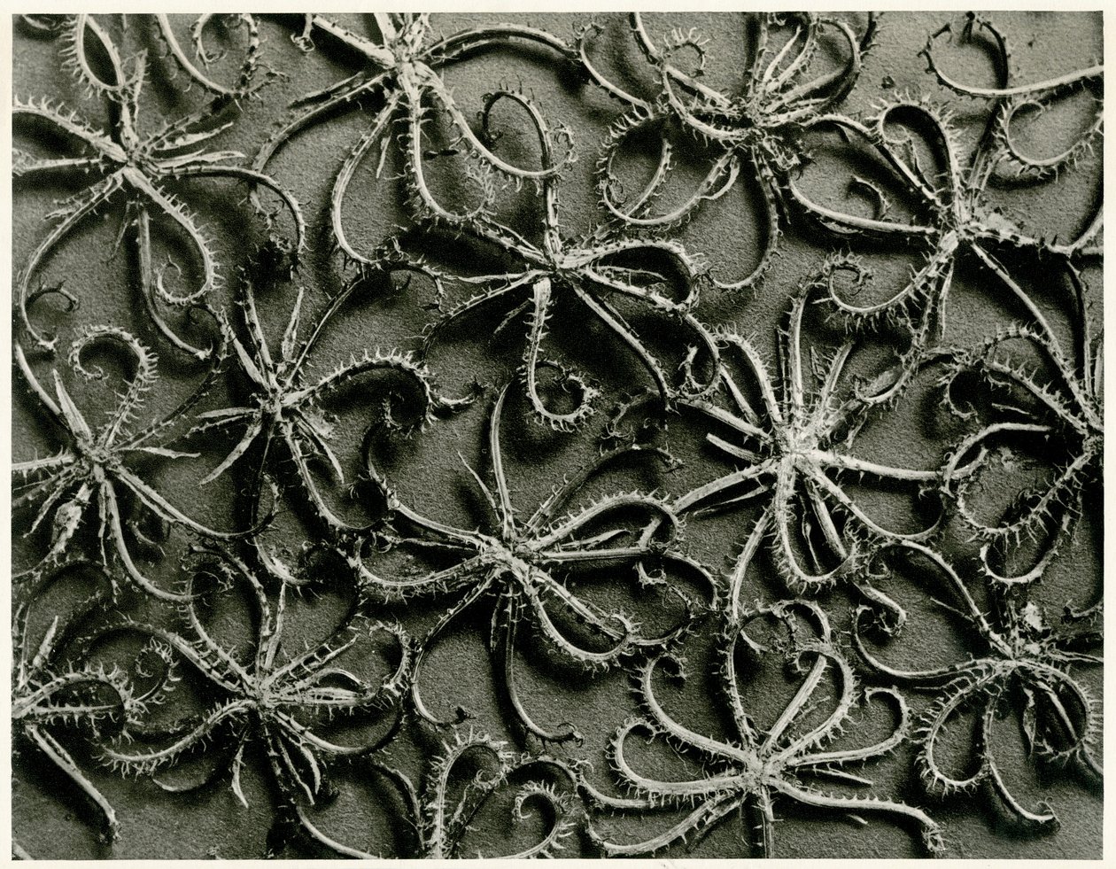 Koelpinia Linearis. 1929 (fotogravür) by Karl Blossfeldt