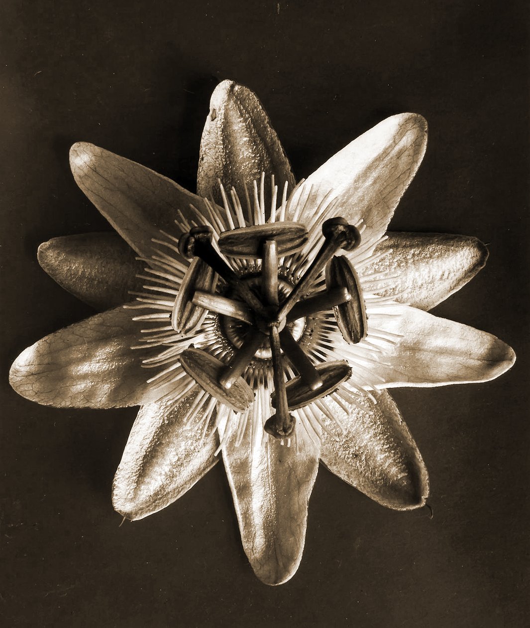 Passiflora, 1929 (fotogravür) by Karl Blossfeldt