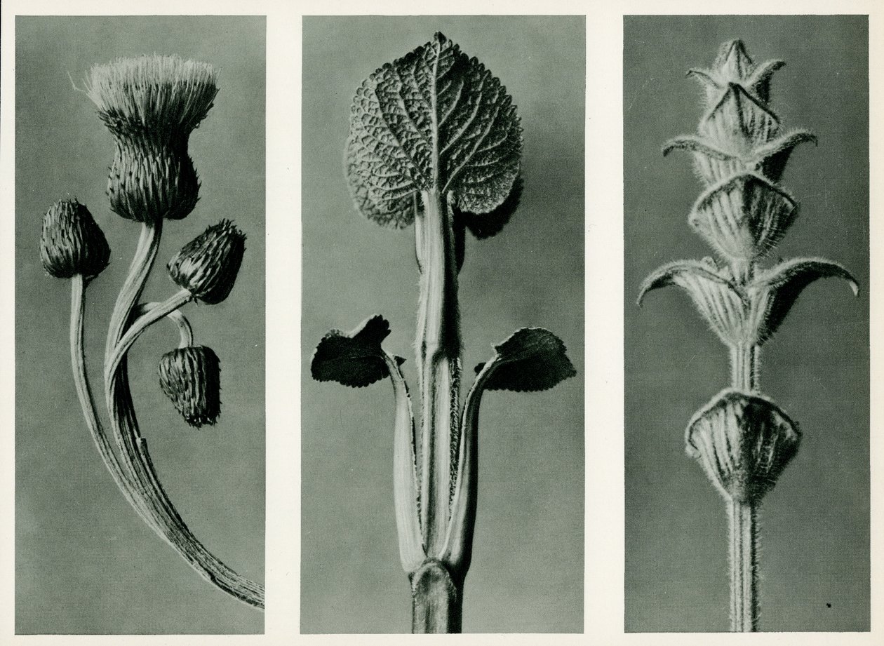 Üç bitki türünün incelenmesi. 1929 (fotogravür) by Karl Blossfeldt
