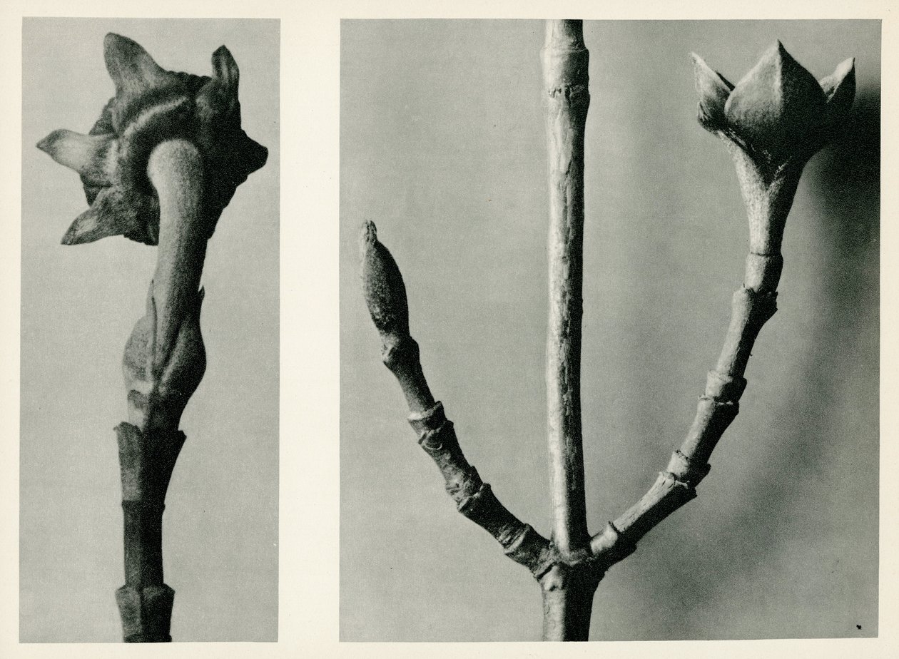 İsimsiz çalışma. 1929 (fotogravür) by Karl Blossfeldt