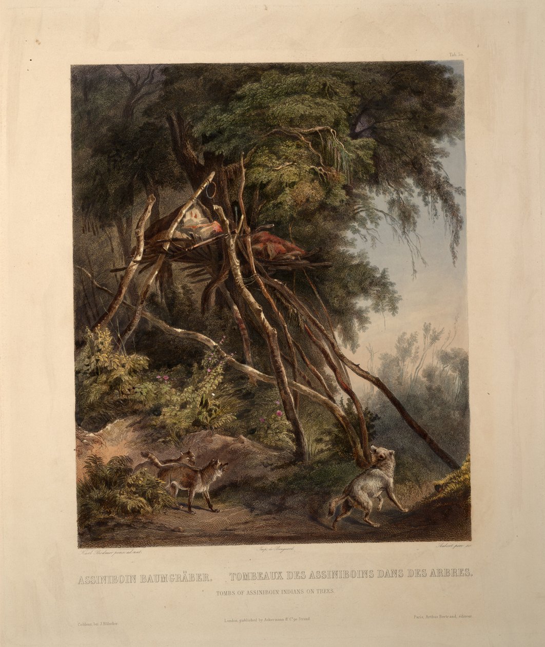 Ağaçlarda Assiniboin Kızılderililerinin mezarları by Karl Bodmer