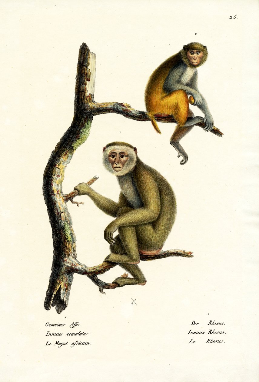 Barbary Macaque, 1824  by Karl Joseph Brodtmann