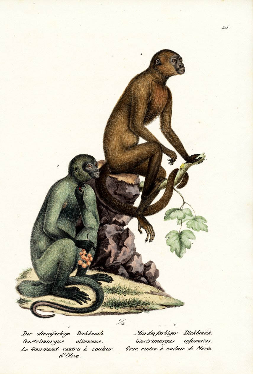 Kapuçin, 1824 by Karl Joseph Brodtmann