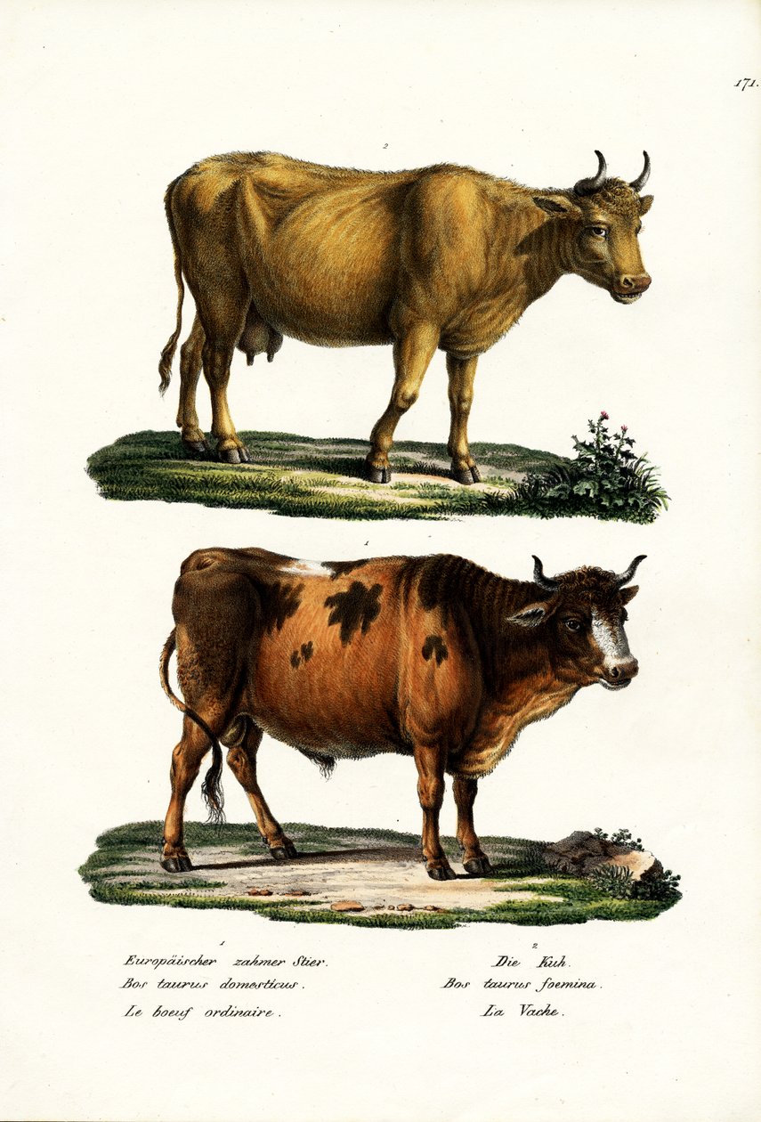 Sığır, 1824 by Karl Joseph Brodtmann