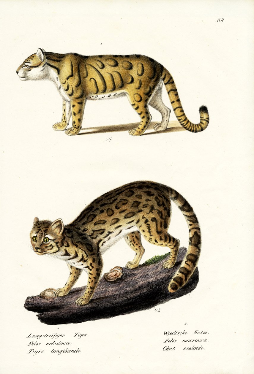 Bulutlu Leopar, 1824 by Karl Joseph Brodtmann