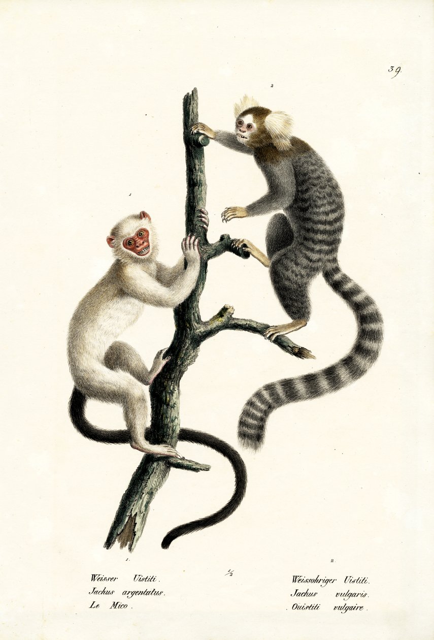 Ortak Marmoset, 1824 by Karl Joseph Brodtmann