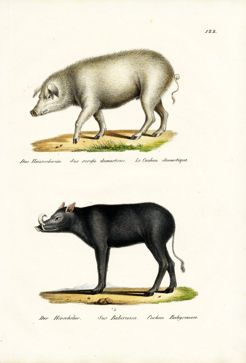 Yerli Domuz, 1824 by Karl Joseph Brodtmann