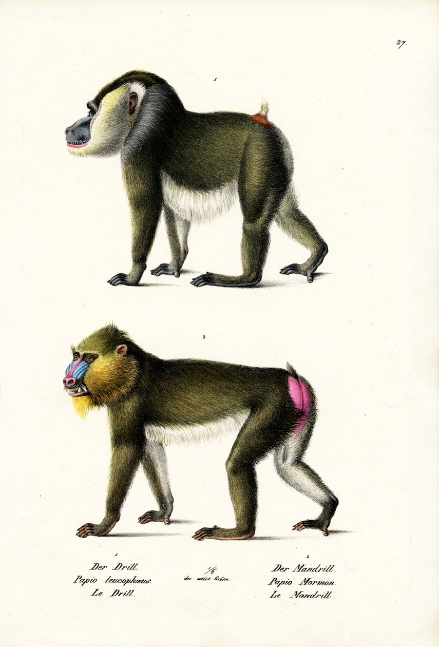 Matkap, 1824 by Karl Joseph Brodtmann