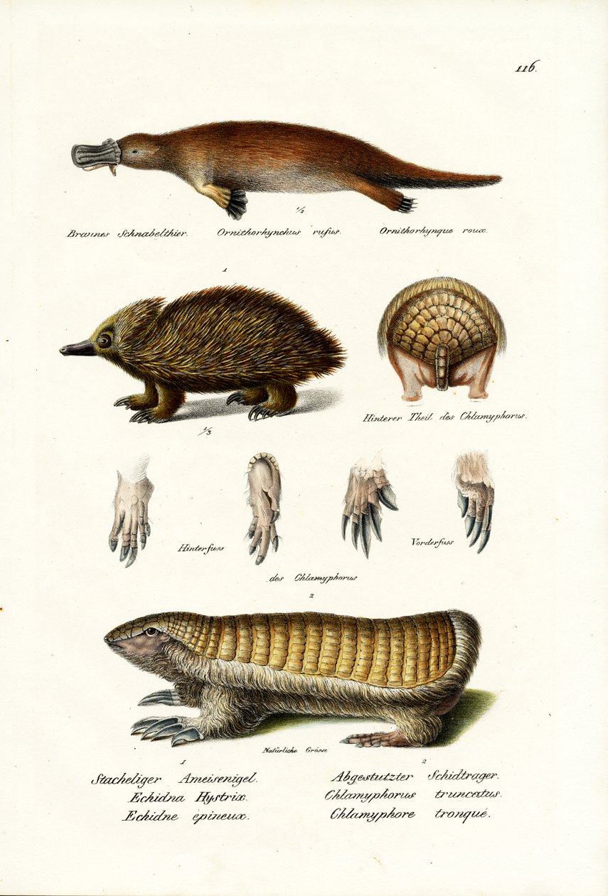 Ördek Gagalı Platypus, 1824 by Karl Joseph Brodtmann