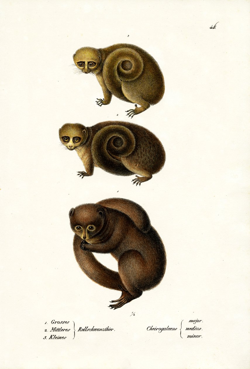 Cüce Lemur, 1824 by Karl Joseph Brodtmann
