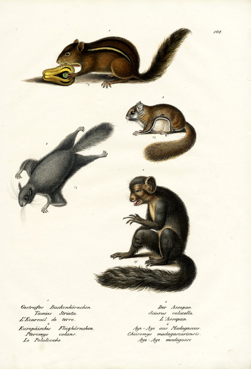 ಪೂರ್ವ ಚಿಪ್ಮಂಕ್, 1824 ಟರ್ಕ್ by Karl Joseph Brodtmann