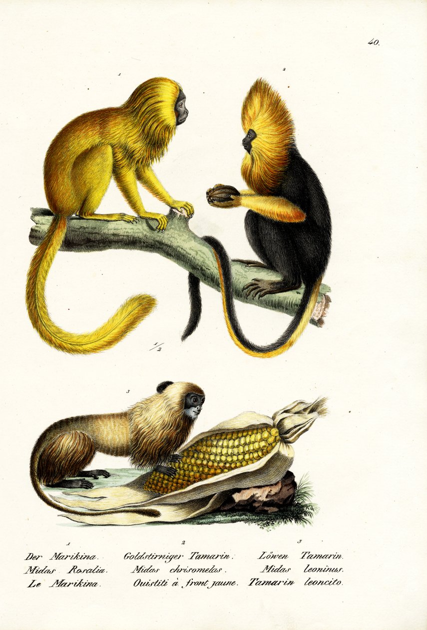 Altın Aslan Tamarin, 1824 by Karl Joseph Brodtmann