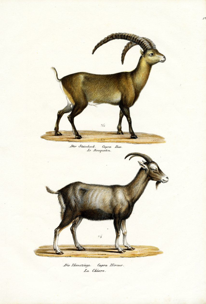 dağ keçisi, 1824 by Karl Joseph Brodtmann