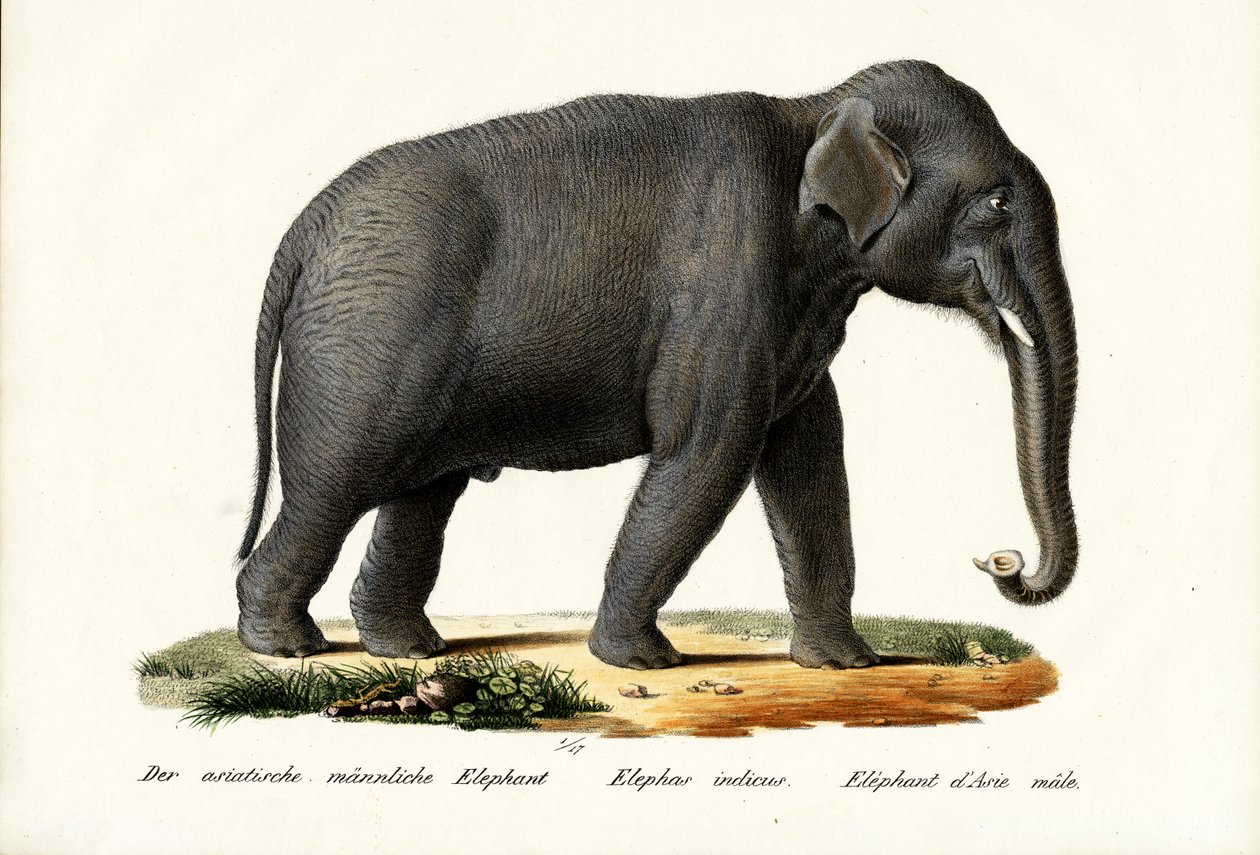 Hint Fili, 1824 by Karl Joseph Brodtmann