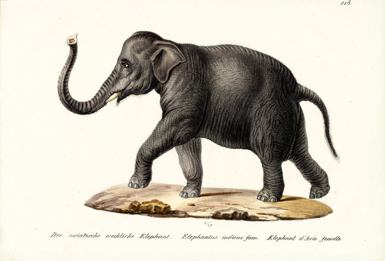 Hint Fili, 1824 by Karl Joseph Brodtmann