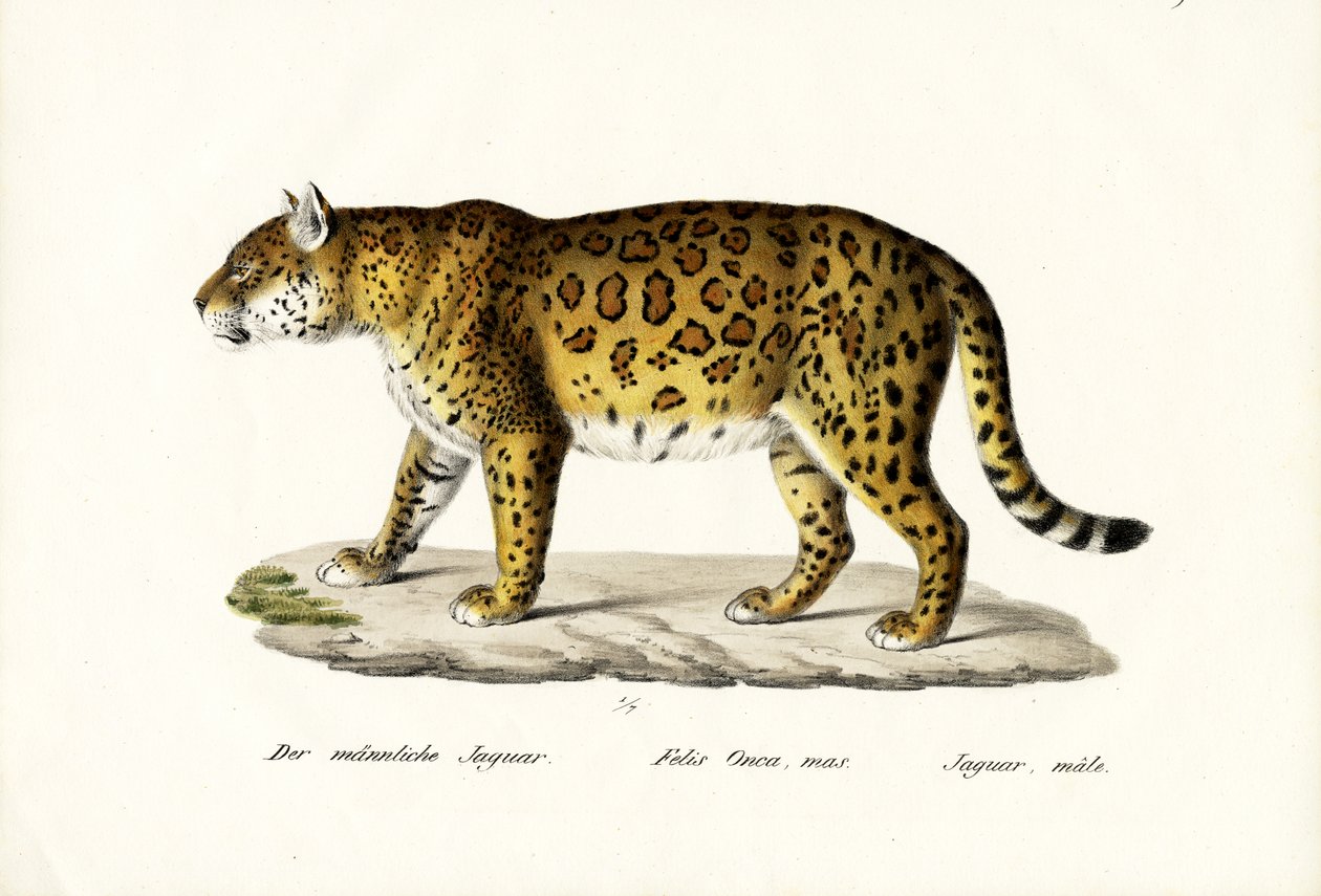 jaguar, 1824 by Karl Joseph Brodtmann
