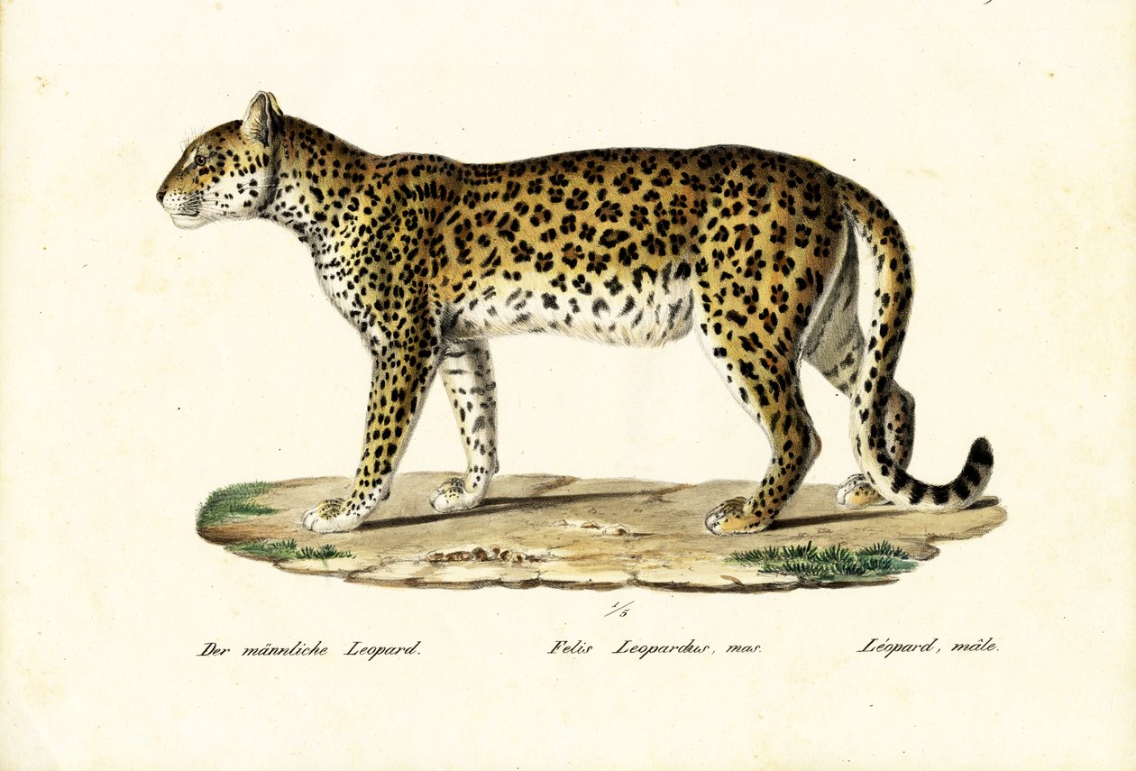 leopar, 1824 by Karl Joseph Brodtmann