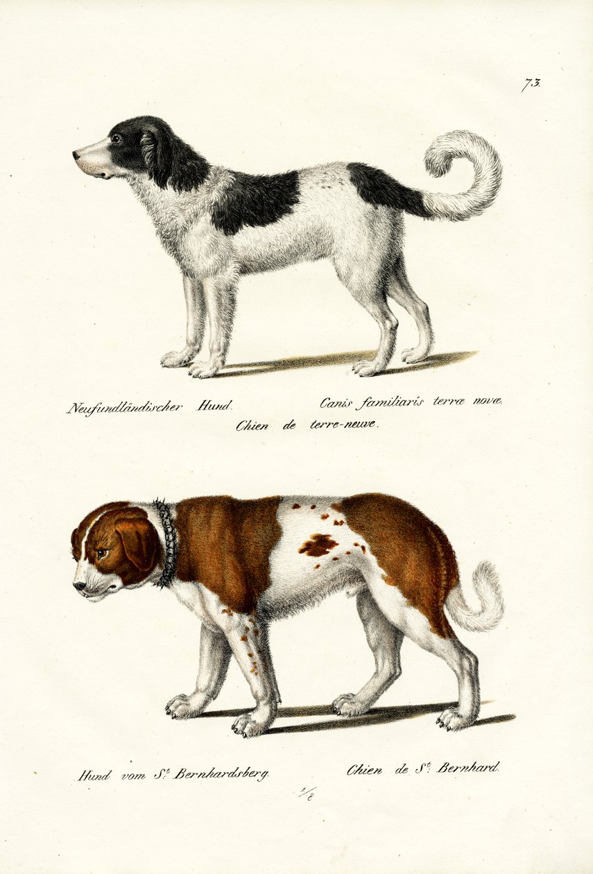Newfoundland Köpeği, 1824 by Karl Joseph Brodtmann