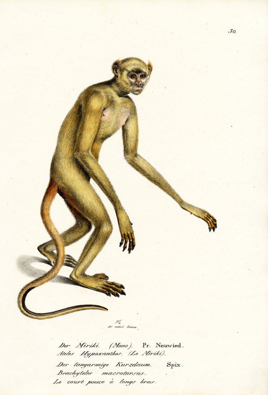 Northern Muriqui, 1824  by Karl Joseph Brodtmann