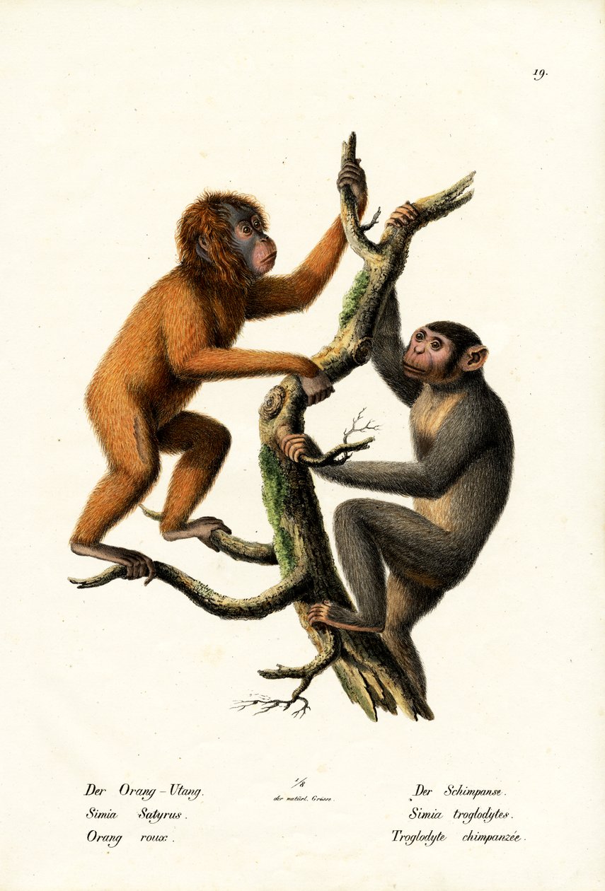 orangutan, 1824 by Karl Joseph Brodtmann