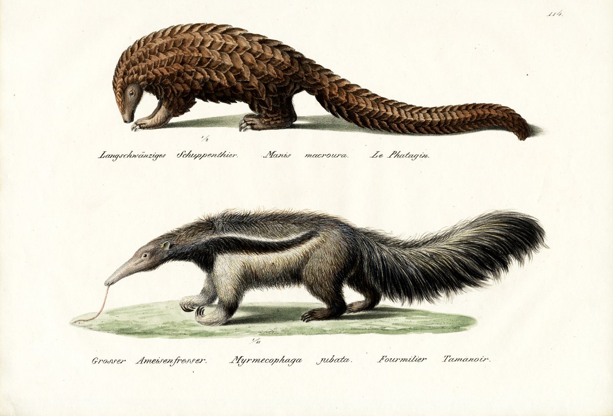 Pangolin Karıncayiyen, 1824 by Karl Joseph Brodtmann