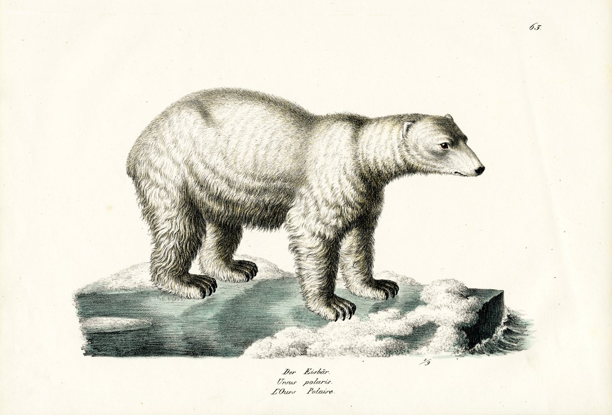 Kutup Ayısı, 1824 by Karl Joseph Brodtmann