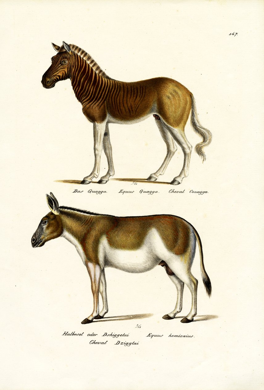 Quagga, 1824 by Karl Joseph Brodtmann