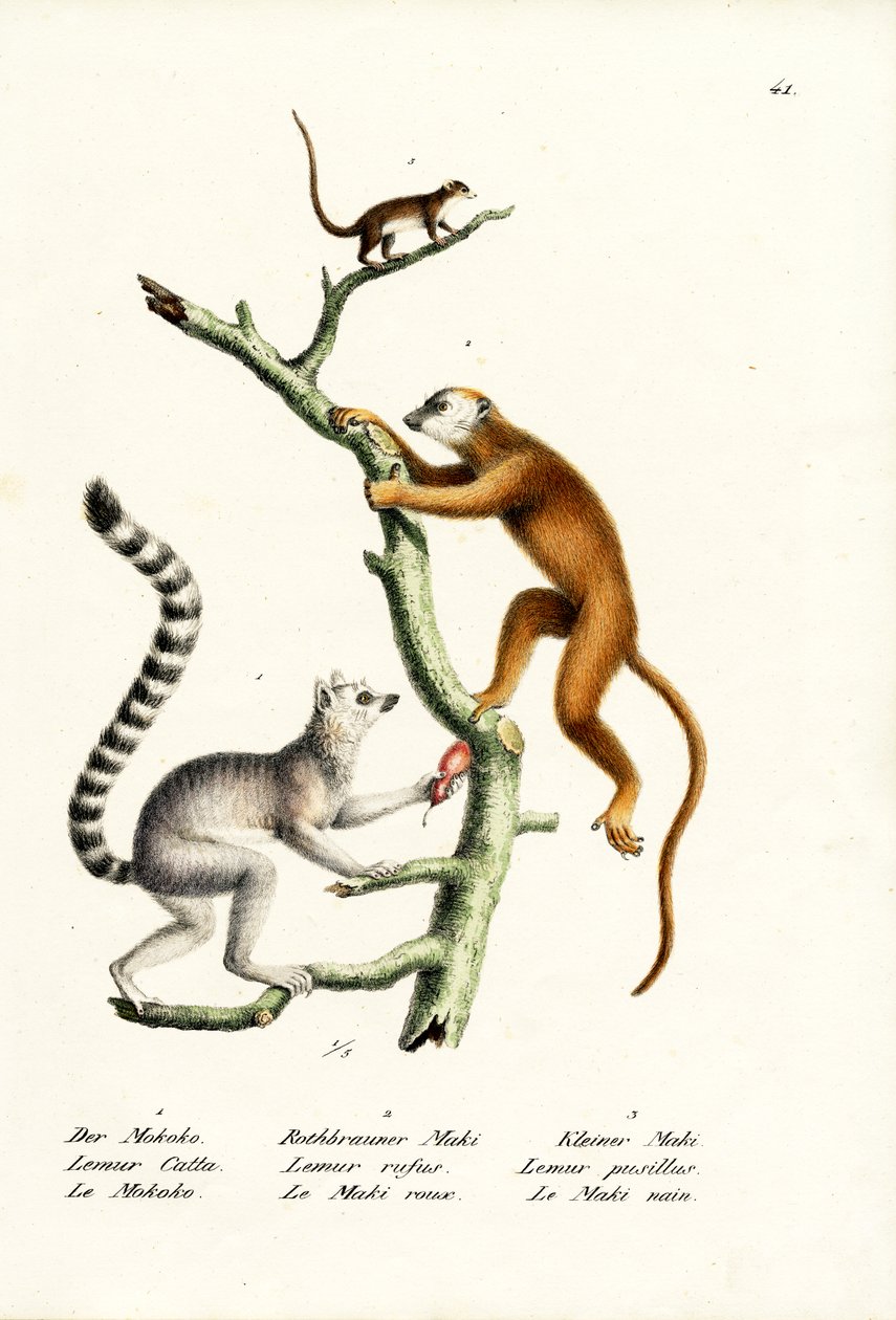 Halka Kuyruklu Lemur, 1824 by Karl Joseph Brodtmann