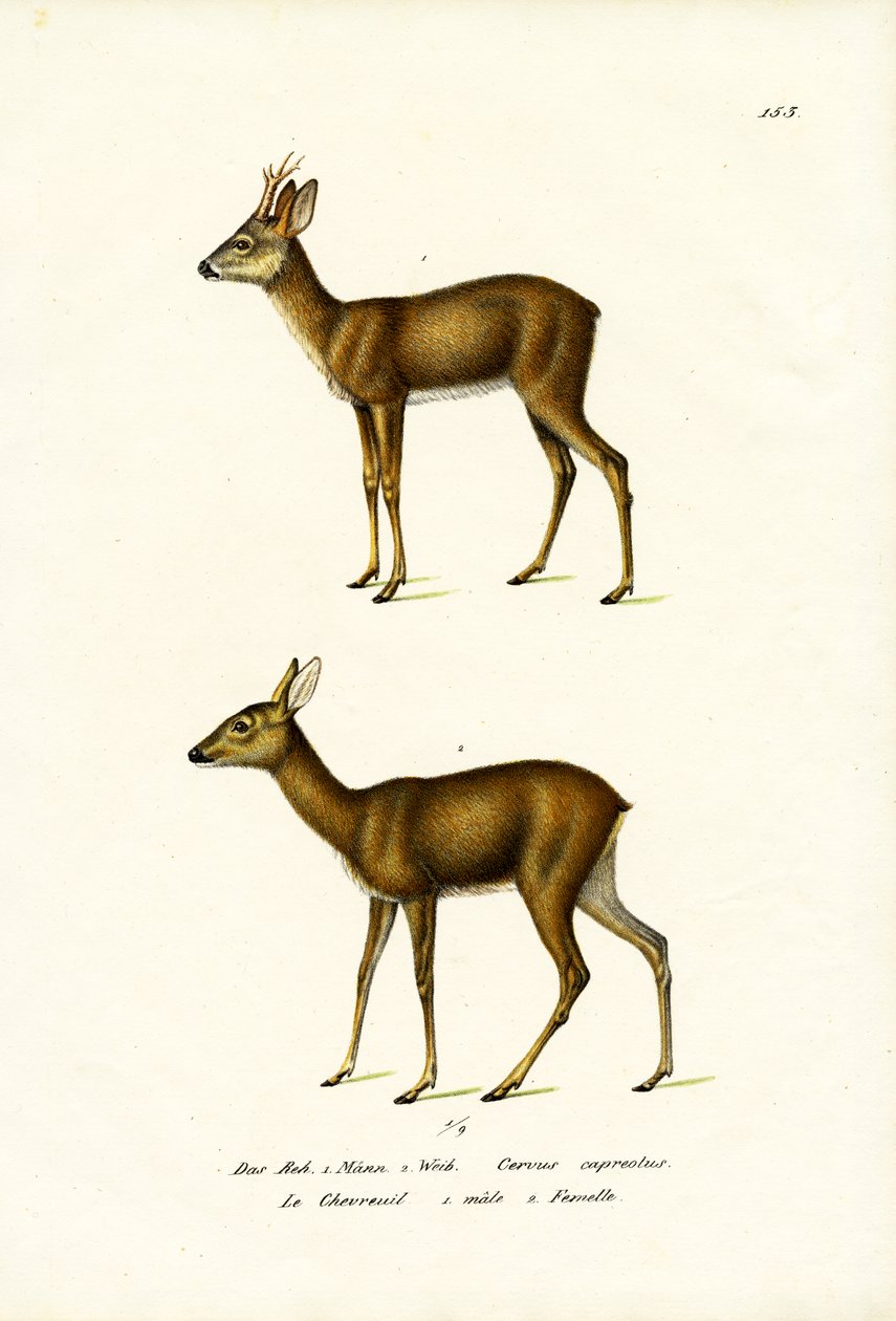Karaca, 1824 by Karl Joseph Brodtmann