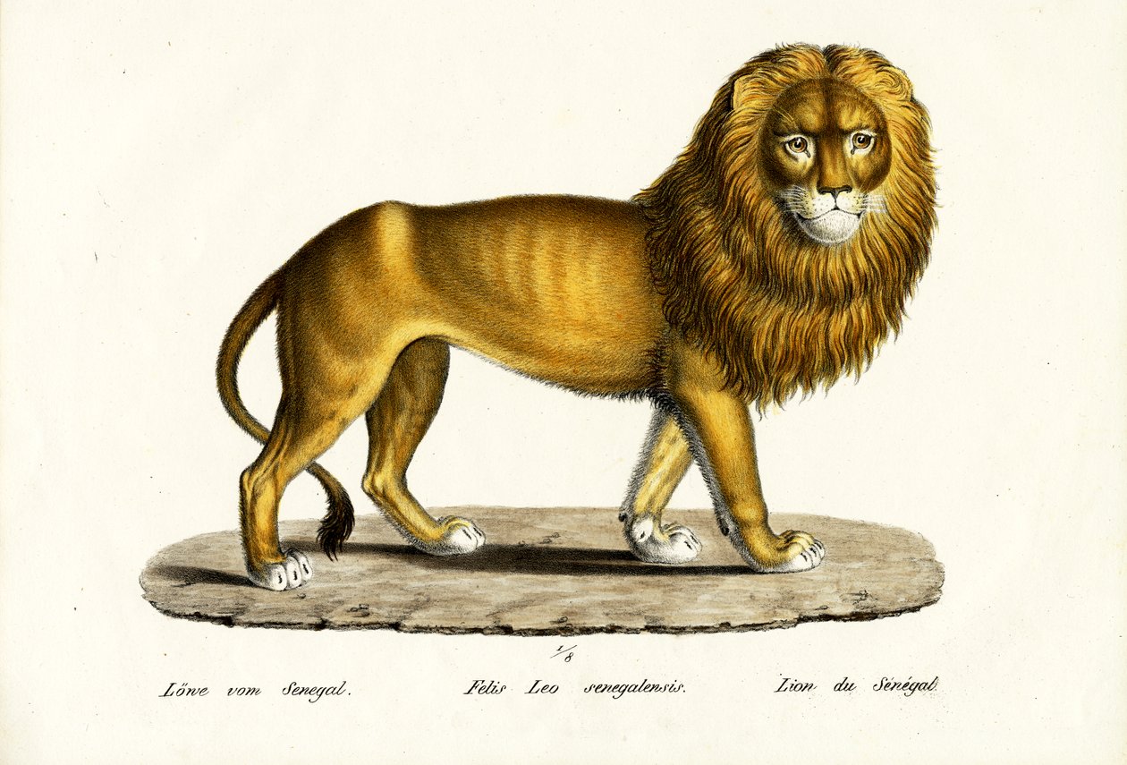 Senegal Aslanı, 1824 by Karl Joseph Brodtmann