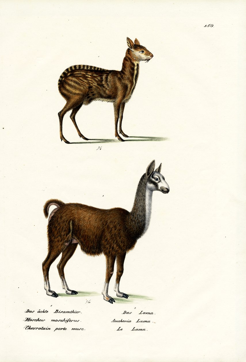 Sibirya Misk Geyiği, 1824 by Karl Joseph Brodtmann