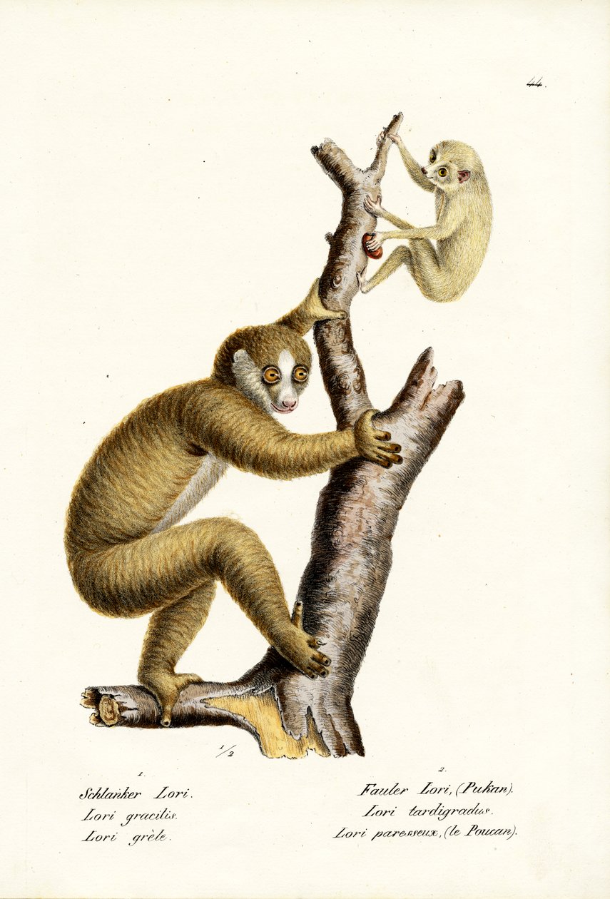 İnce Loris, 1824 by Karl Joseph Brodtmann