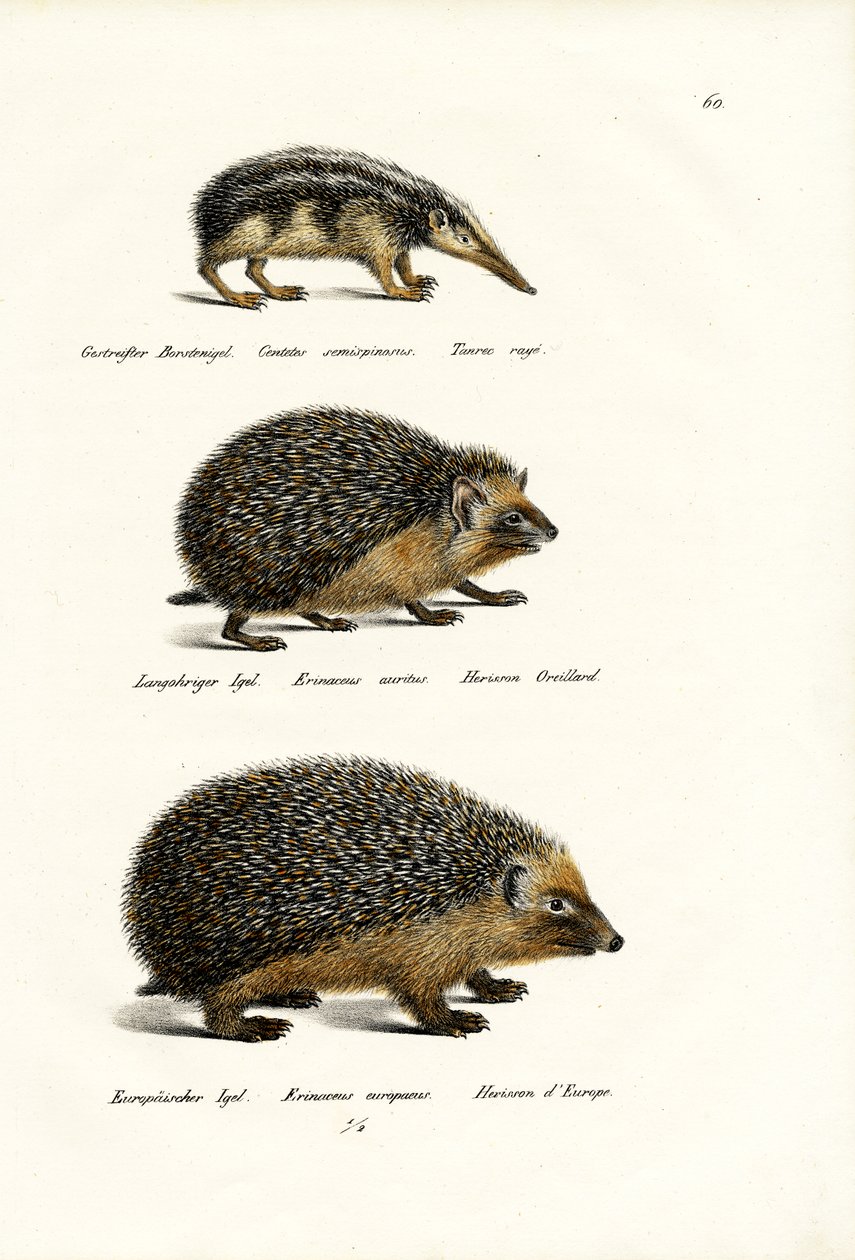 Kuyruksuz Tenrec, 1824 by Karl Joseph Brodtmann