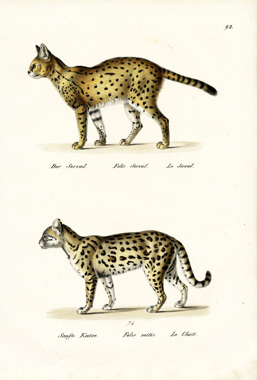 Kaplan Kedisi, 1824 by Karl Joseph Brodtmann