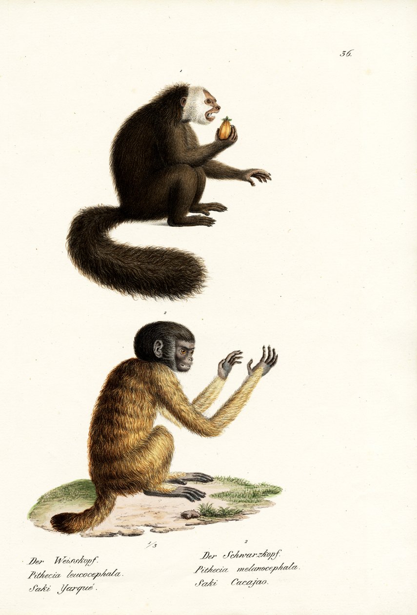Beyaz Saki, 1824 by Karl Joseph Brodtmann