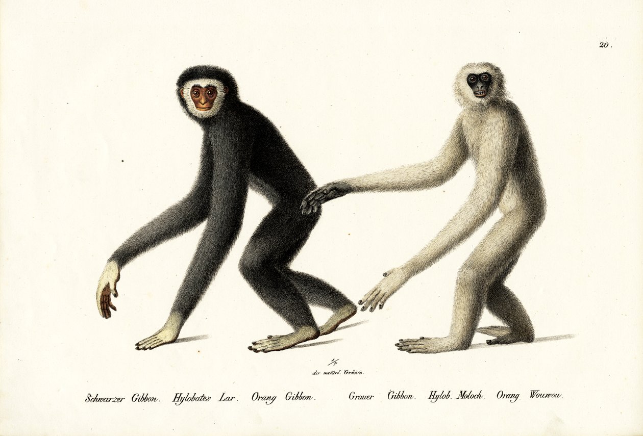Ak Elli Gibbon, 1824 by Karl Joseph Brodtmann