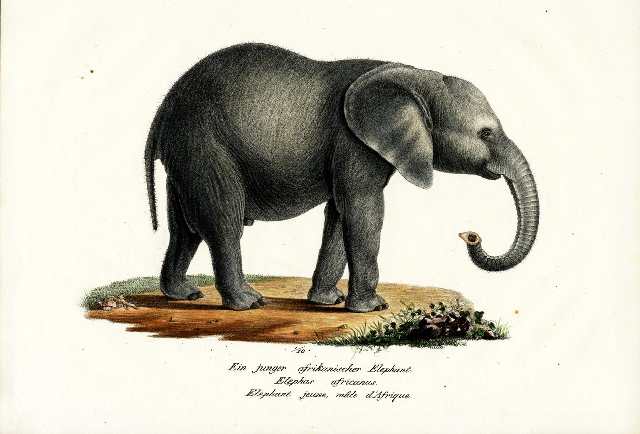 Genç Afrika Fili, 1824 by Karl Joseph Brodtmann