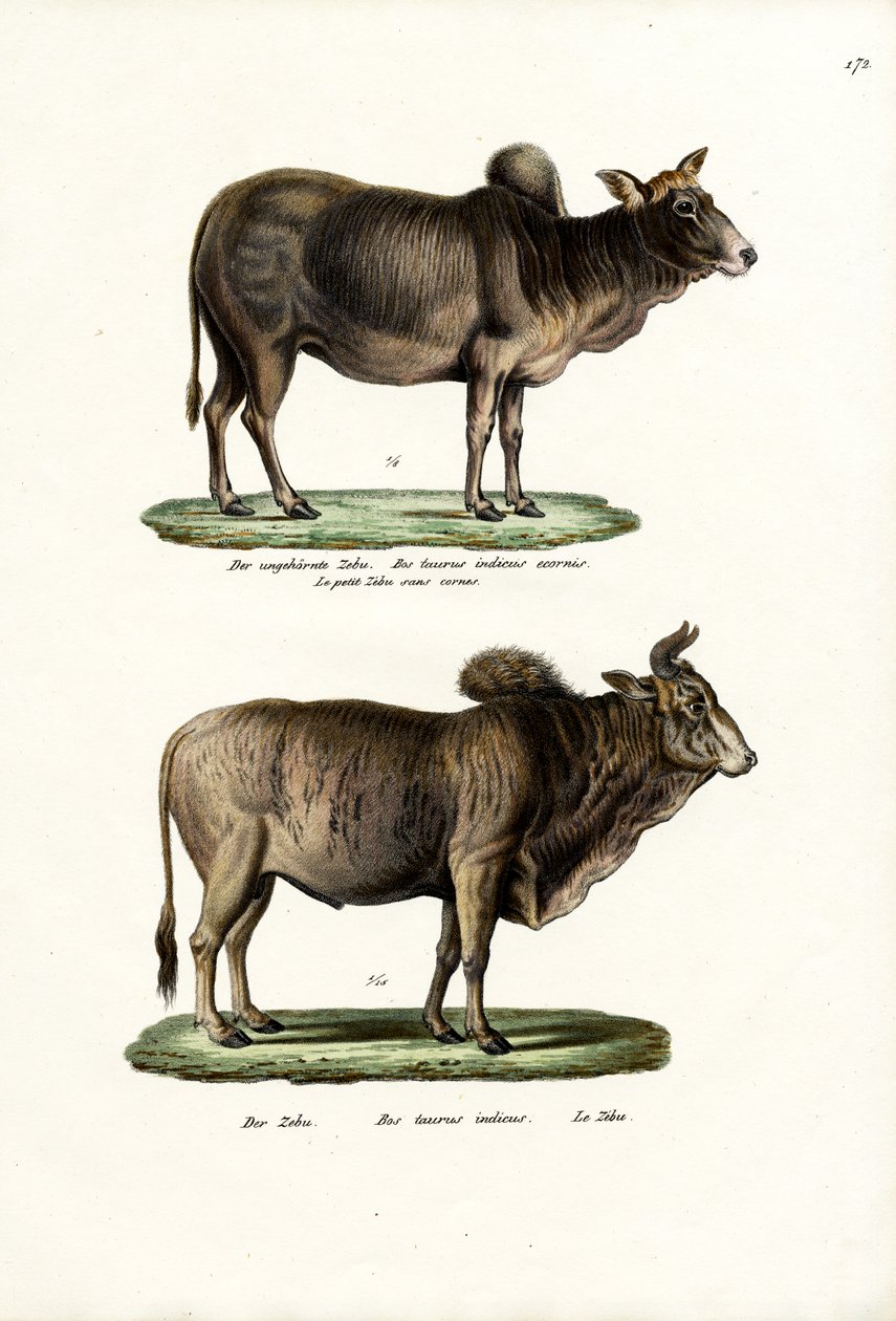 Zebüs, 1824 by Karl Joseph Brodtmann