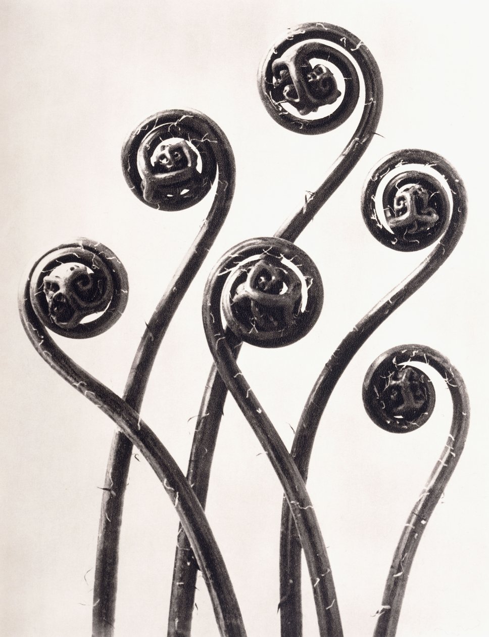 Adiantum Pedatum - Amerikan Maidenhair Eğreltiotu, Genç toplanmış yapraklar Sekiz Kez Büyütülmüş by Karl Blossfeldt