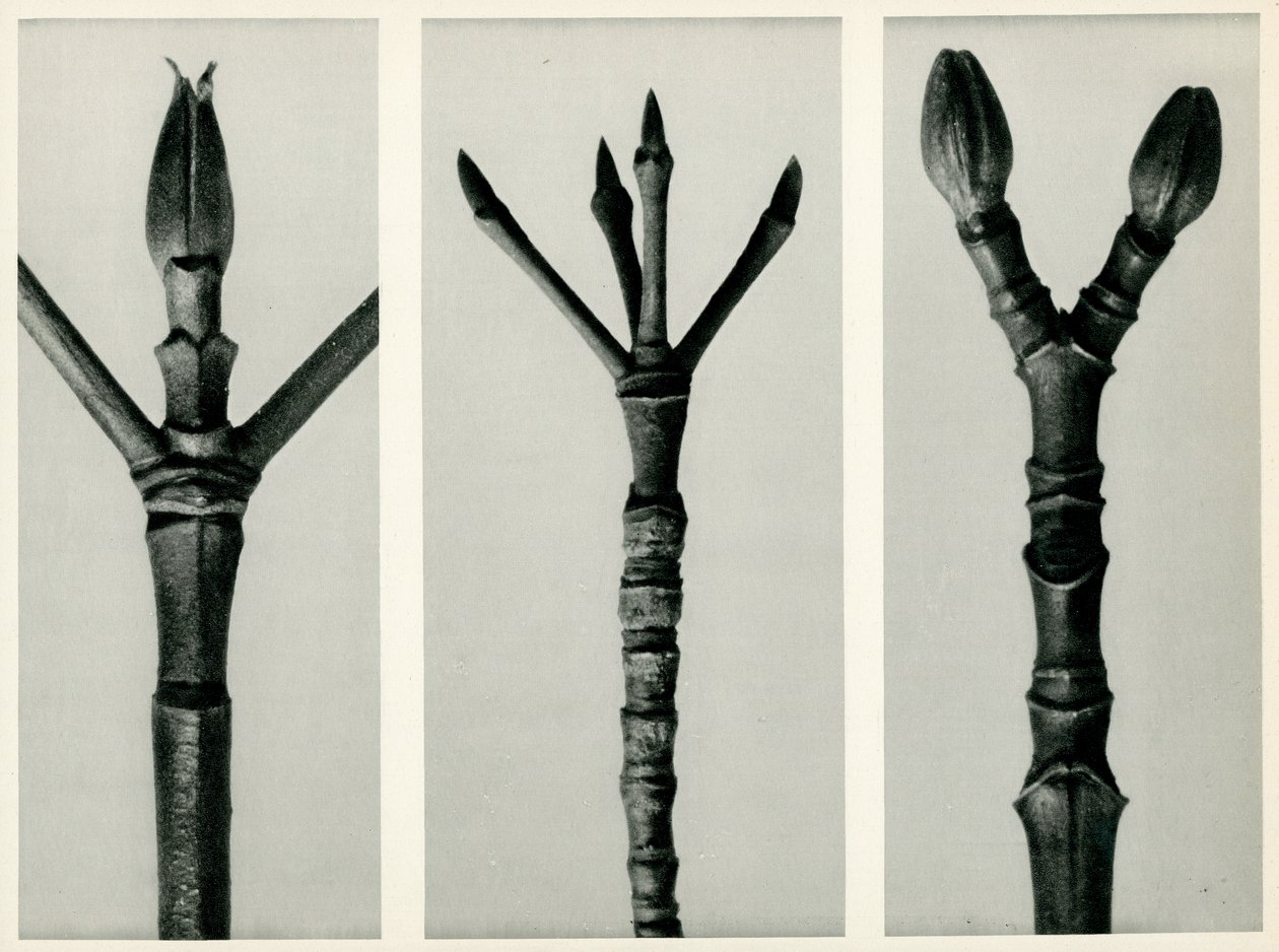 Cornus Nuttallii,1929 (fotogravür) by Karl Blossfeldt