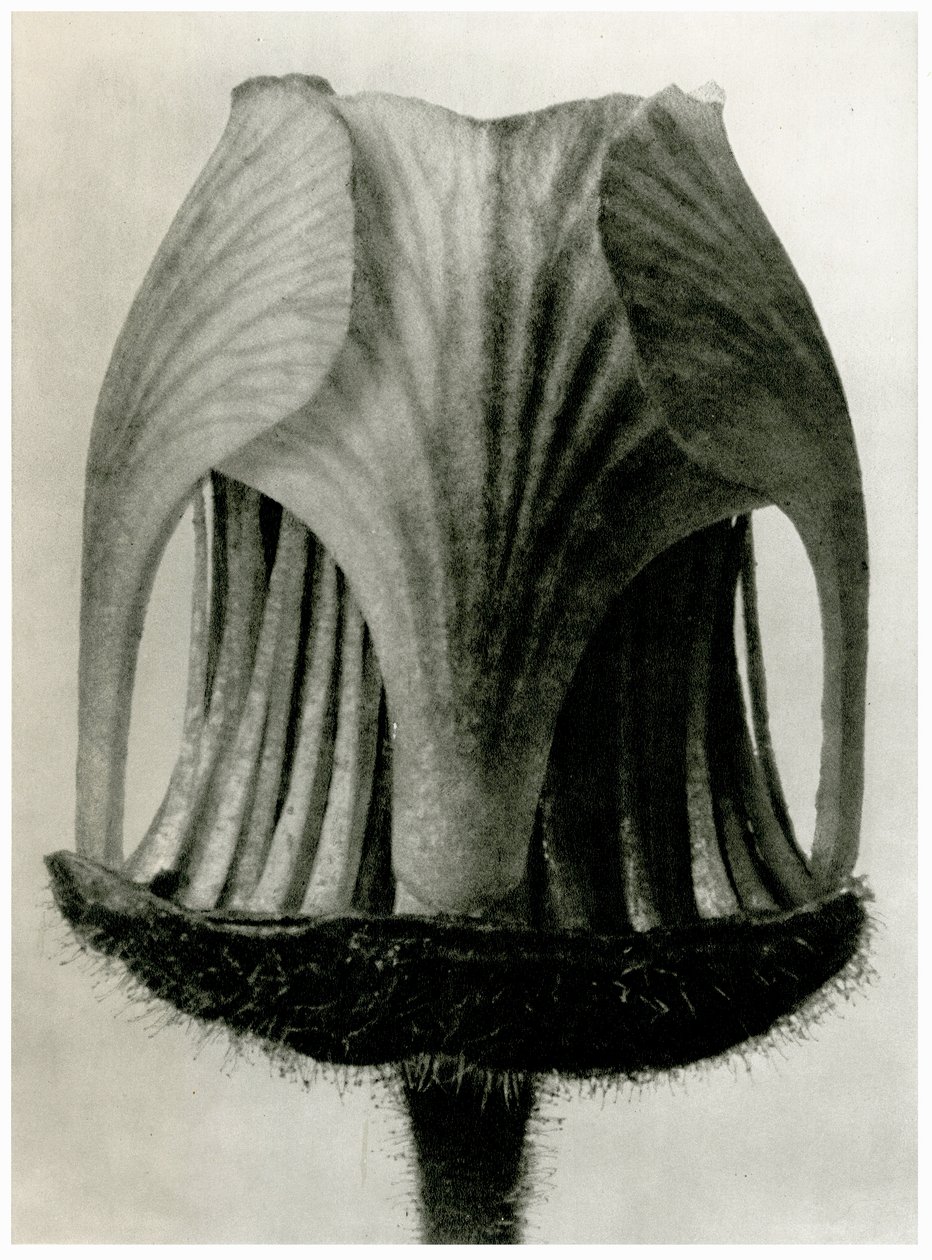 Geum Rivale. 1929 (fotogravür) by Karl Blossfeldt