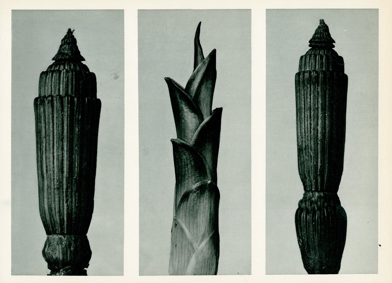 Horsetail Rush, 1929 (fotogravür) by Karl Blossfeldt