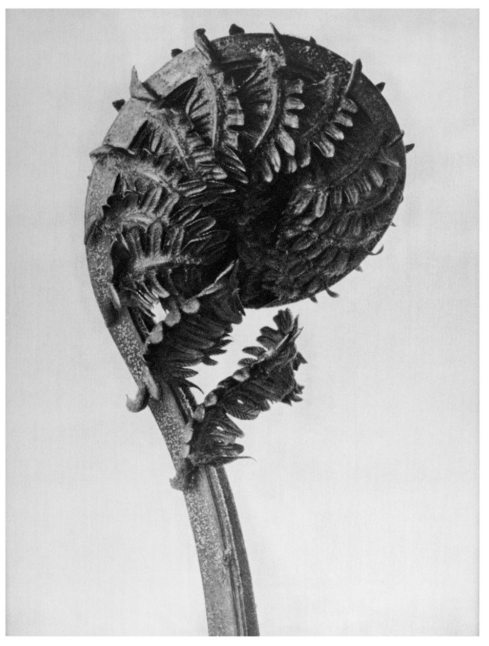 Orijinal sanat biçimleri by Karl Blossfeldt