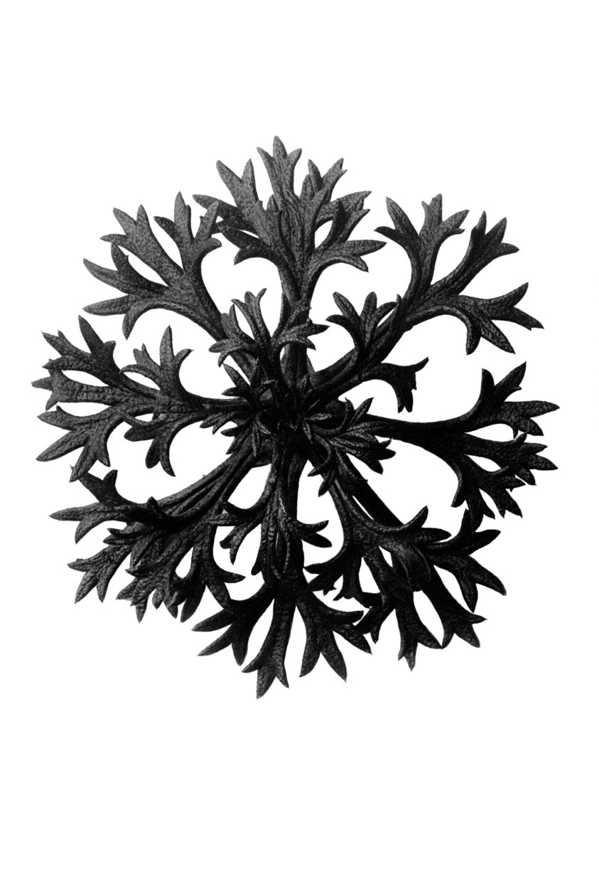 Orijinal sanat biçimleri by Karl Blossfeldt